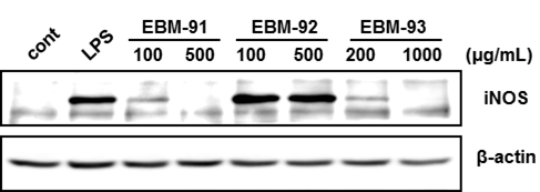 Fig. 58. Effects of herbal extracts (EBM-91, -92 and -93) on LPS-stimulated iNOS protein expression in RAW 264.7 cells