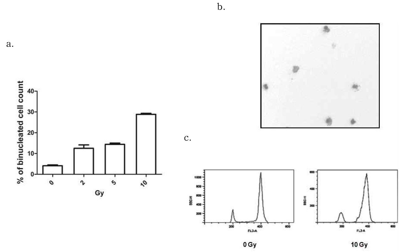 그림3. HCT116 human colon cancer세포에서의 r-irradiation에 의한 micronuclei 형성