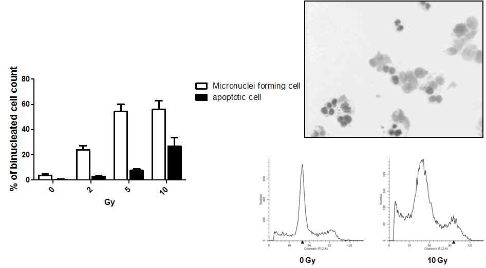 그림4. Hela, human ovarian cancer세포에서의 r-irradiation에 의한 micronuclei 형성