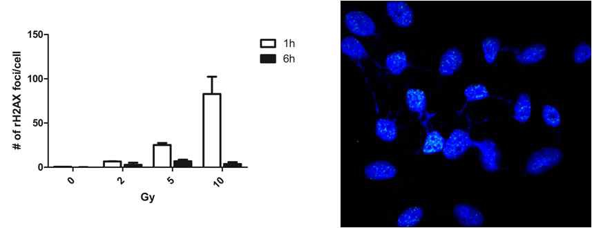 그림5. Hela, human ovarian cancer세포에서의 r-irradiation에 의한 rH2AX forci 형성