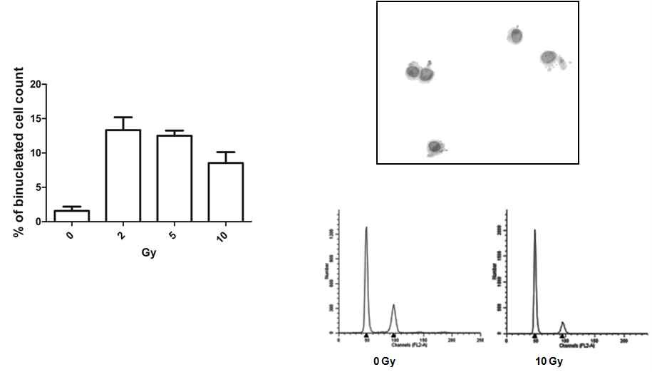 그림2. Human dermal fibroblast 세포에서의 r-irradiation에 의한 micronuclei 형성