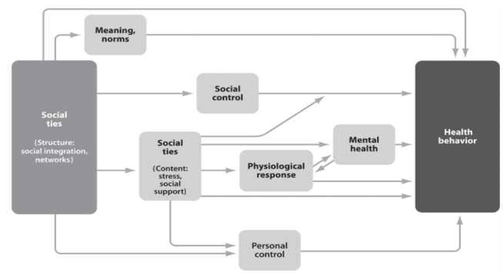 그림 4. Conceptual model for mechanisms linking social ties to health behavior