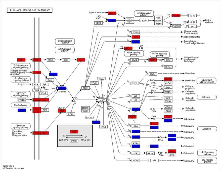 그림 6. PI3K-Akt pathway 상에서 ATC 특이적으로 up- & down-regulate된 유전자들