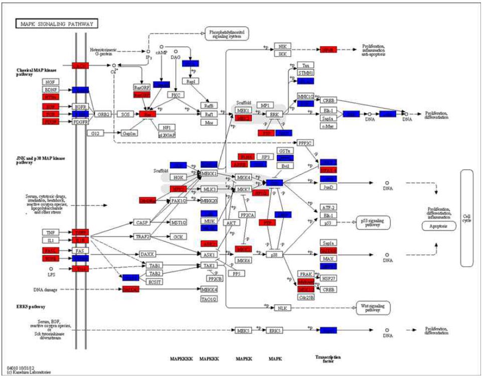 그림 7. MAPK pathway 상에서 ATC 특이적으로 up- & down-regulate된 유전자들