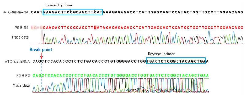 그림 8. Validation of fusion gene using mRNA isolated from ATC sample