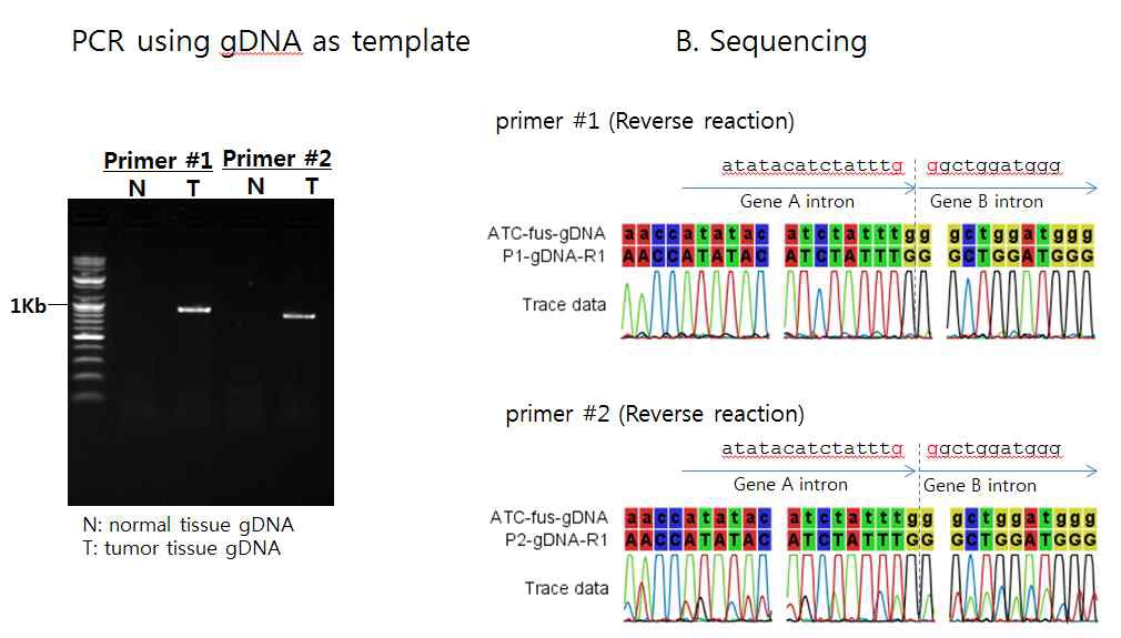 그림 9. Validation of fusion gene using gDNA isolated from ATC sample