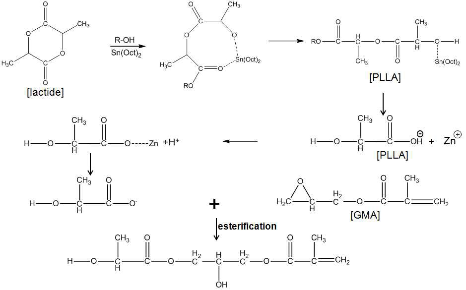 Mechanism of GMA terminated-PLLA