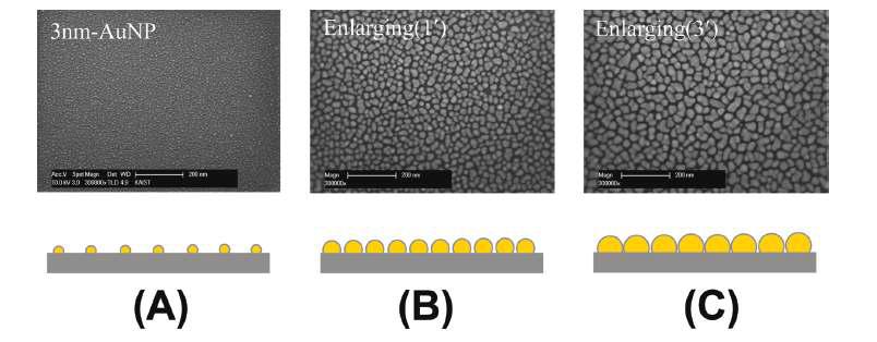 SEM images (top_ and side-on schemati (bottom) of 3 nm-AuNP (A) and its enlarged-AuNP surface at 1 min (B) and 3 min (C) after adding gold ion and NH2OH onto Si/SiO2 substrates. The scale bar is 200 nm.