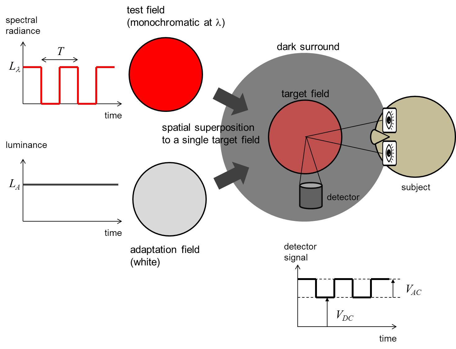 Detection threshold method used in the spectral luminous efficiency function measurements