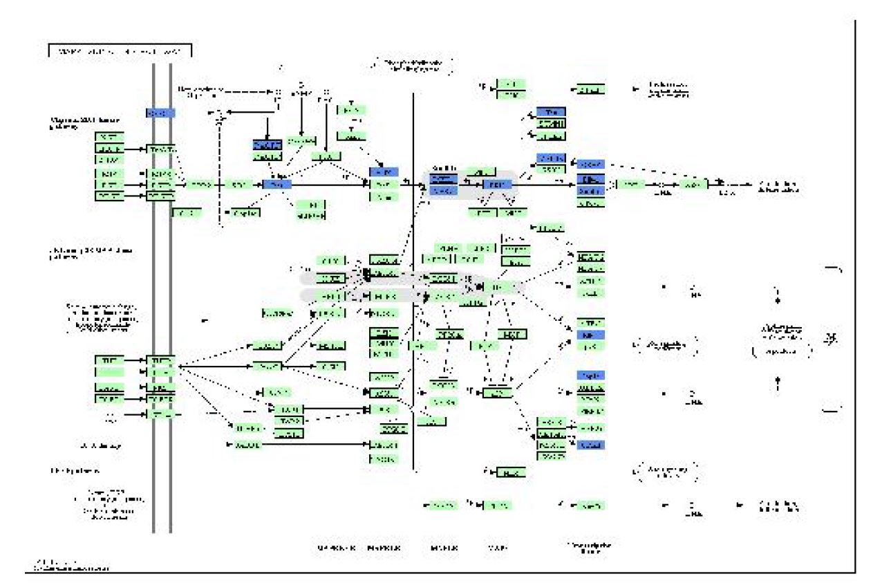 노화에 따른 MAPK pathway 관련 중요 서브네트워크