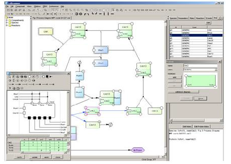 CellDesigner 모델링 화면