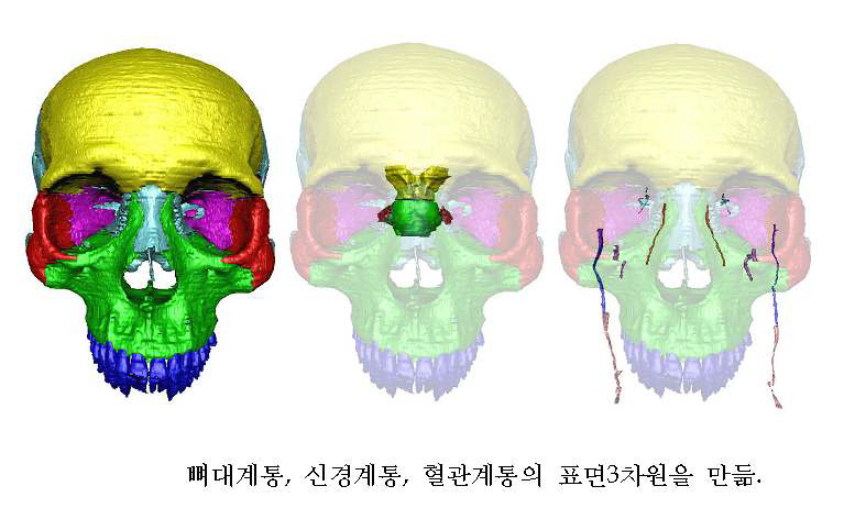 표면3차원영상: 뼈대, 신경, 혈관계통