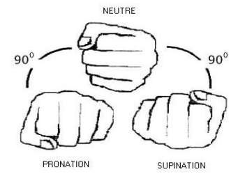 손목의 supination 운동과 pronation 운동