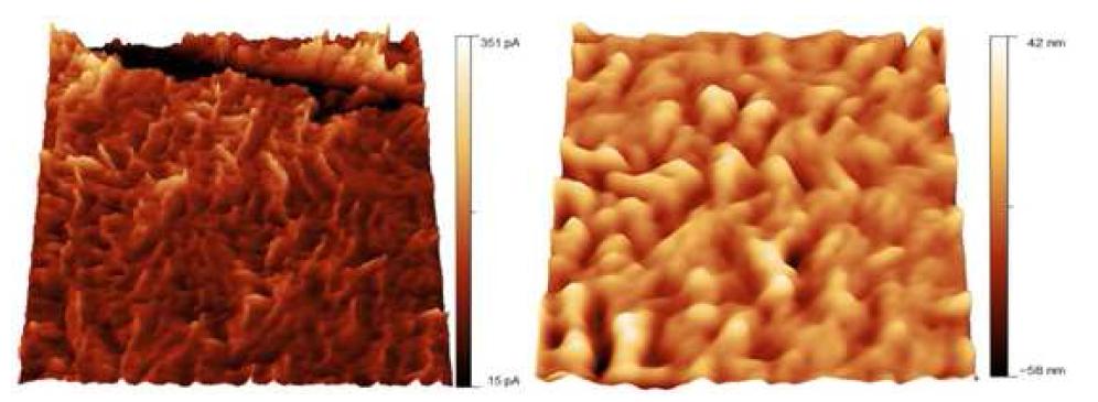 Current sensing image and topography of the Nafion®115; Color bar of each image represents proton conductivity (left) and height (right), Image size 5μm X 5μm.