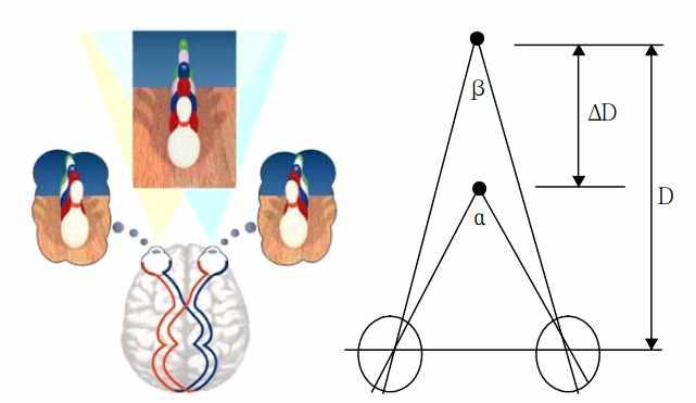 입체시(Stereoptics)의 원리 : 좌우 양안의 시각차로 깊이 D를 인지