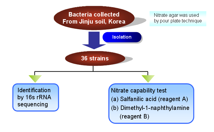 토양 내 박테리아 추출 및 nitrate 분해 실험 과정