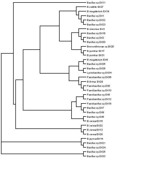 시설재배지 토양에서 추출한 nitrate 분해 박테리아의 phylogenetic tree