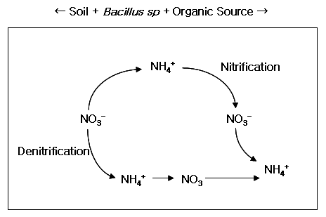 박테리아에 의한 nitrate 분해 과정