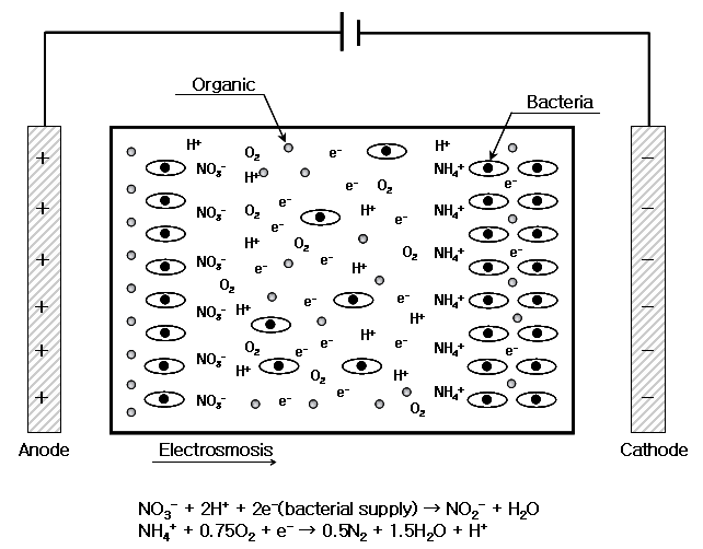 EK+bio 과정에 의한 nitrate 제거 mechanism