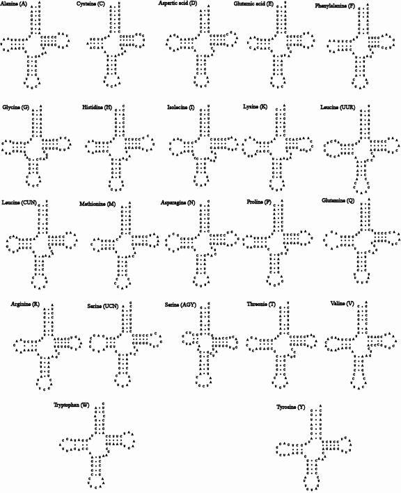 꺽저기 미토콘드리아 유전체 내에 존재하는 22개의 tRNA 이차구조