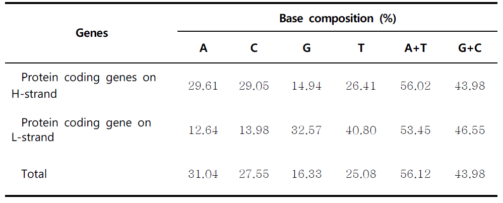 백조어 전체 미토콘드리아 유전체의 H-strand와 L-strand에서 암호화된 단백질 유전자의 뉴클레오티드 구성비
