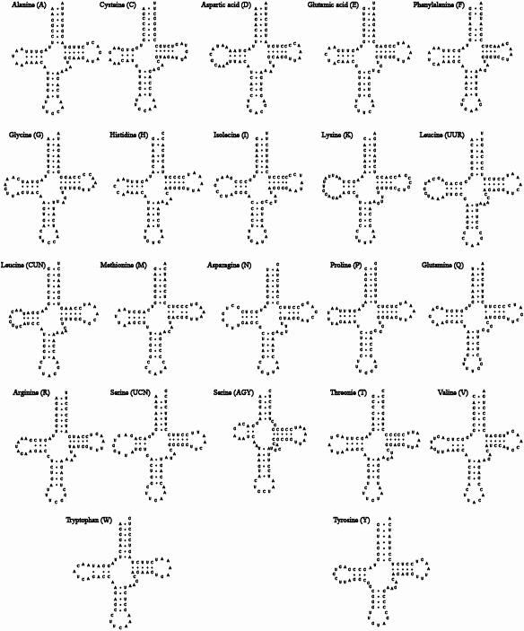 백조어 미토콘드리아 유전체 내에 존재하는 22개의 tRNA 이차구조