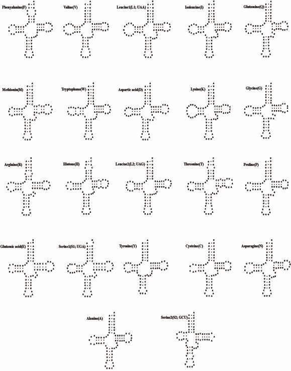 부안종개 미토콘드리아 유전체 내에 존재하는 22개의 tRNA 이차구조