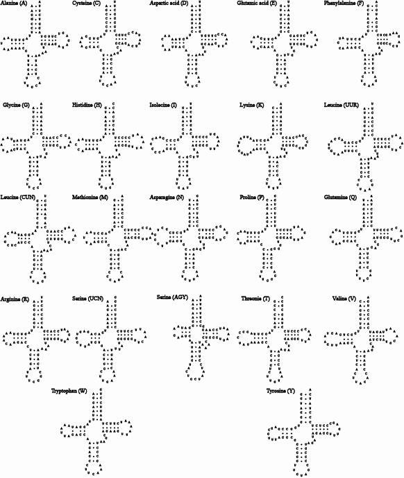 줄납자루 미토콘드리아 유전체 내에 존재하는 22개의 tRNA 이차구조