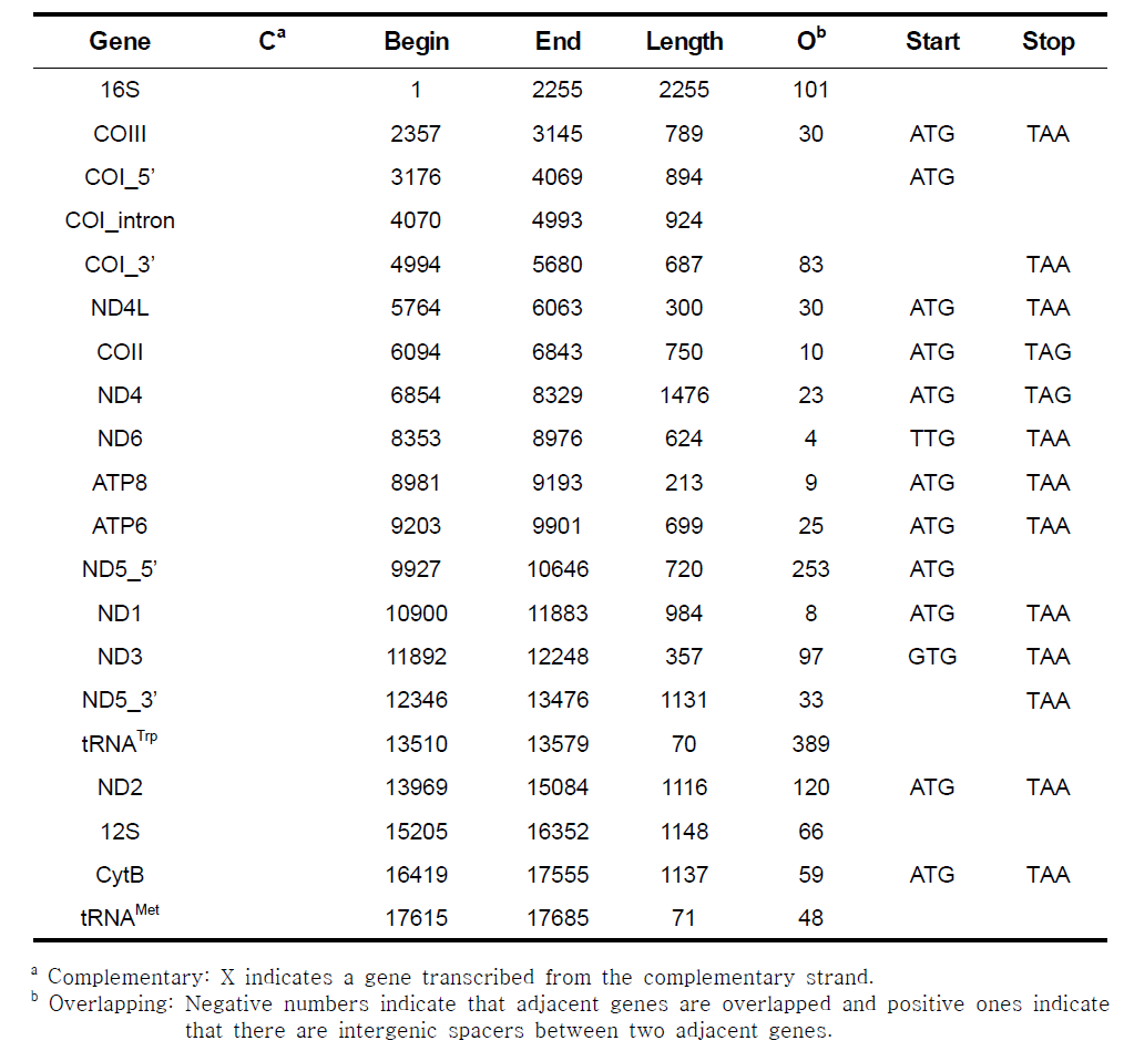 해송의 미토콘드리아 유전체의 유전자의 길이 및 위치