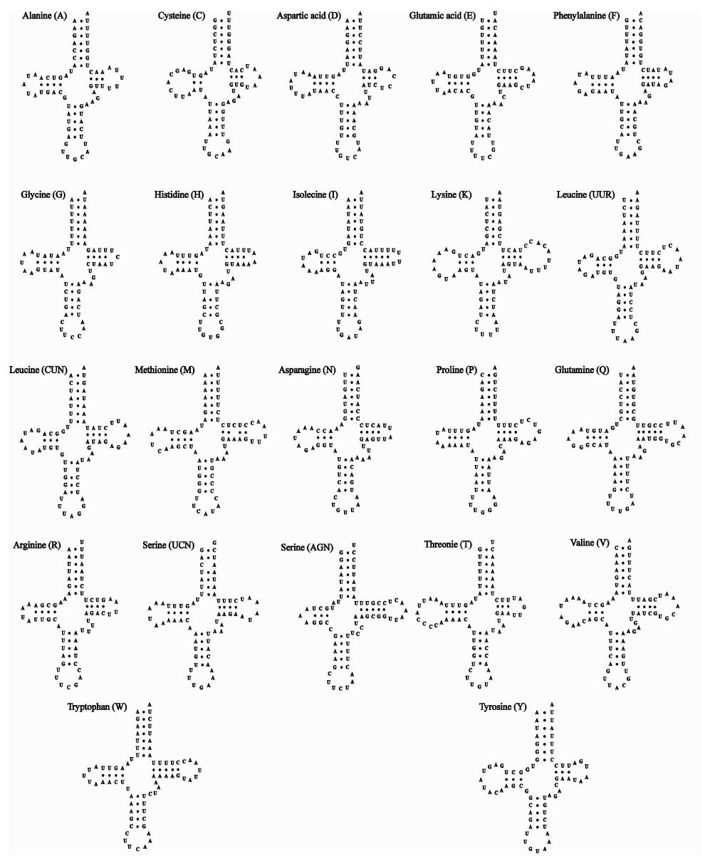 작은대칭이의 미토콘드리아 유전체 내에 존재하는 22개의 tRNA 이차구조