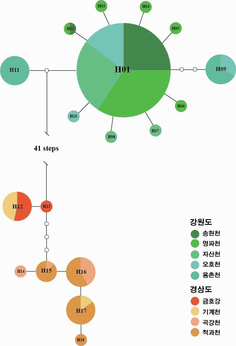 잔가시고기 집단에서 추출한 CytB 유전자의 haplotype을 이용한 statistical parsimonious network