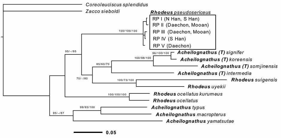 한강납줄개 (RP, Rhodeus pseudosericeus)의 납자루아과 내 계통학적 위치를 파악하기 위하여 COI 유전자를 이용한 Bayesian 추론 분석 계통수 (GTR+γ+I substitution model). 일본산 갈겨니류 Zacco sieboldi와 쉬리 (Coreoleuciscus splendidus)가 외부군으로, 11개 (아)종의 납자루아과가 분석에 이용되었다. *는 납자루와 한강납줄개의 유집을 표시한다