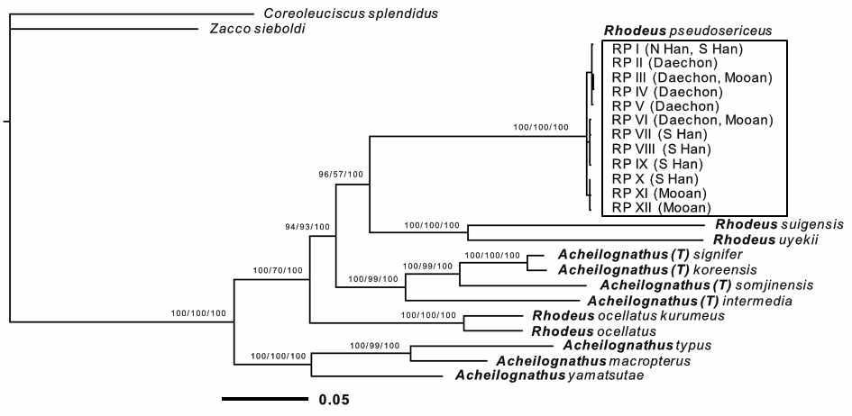 한강납줄개 (RP, Rhodeus pseudosericeus)의 납자루아과 내 계통학적 위치를 파악하기 위하여 4개의 유합 유전자 서열을 이용한 Bayesian 추론 분석 계통수 (GTR+γ+I substitution model). 일본산 갈겨니류 Zacco sieboldi와 쉬리 (Coreoleuciscus splendidus)가 외부군으로, 11개 (아)종의 납자루아과가 분석에 이용되었다. *는 납자루와 한강납줄개의 유집을 표시한다