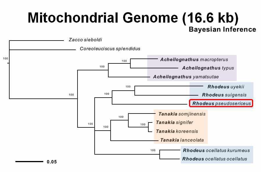 납자루아과의 계통학적 관계를 파악하기 위한 미토콘드리아 유전체 정보를 이용한 Bayesian 추론 분석 계통수 (GTR+γ+I substitution model). 일본산 갈겨니류 Zacco sieboldi와 쉬리 (Coreoleuciscus splendidus)가 외부군으로, 11개 (아)종의 납자루아과가 분석에 이용되었다