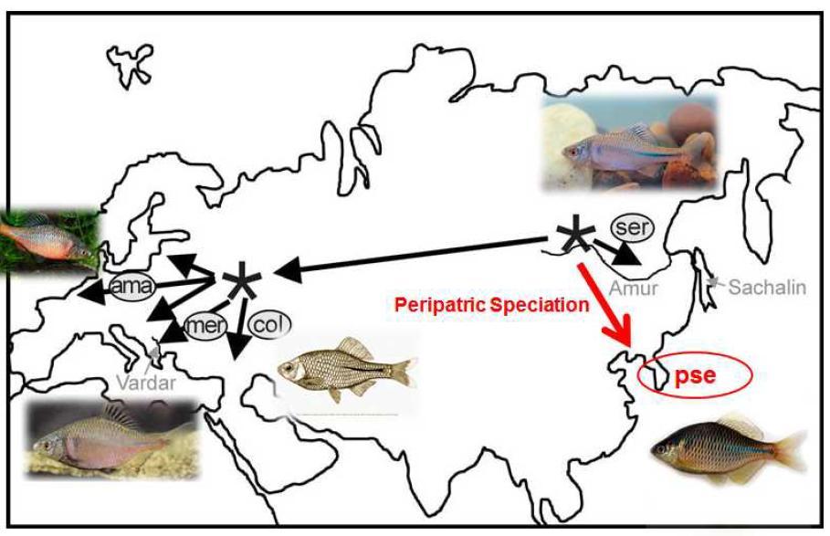 유럽산 납줄개 Rhodeus sericeus complex와 한강납줄개 말단 종분화 (peripheral species)의 가능성