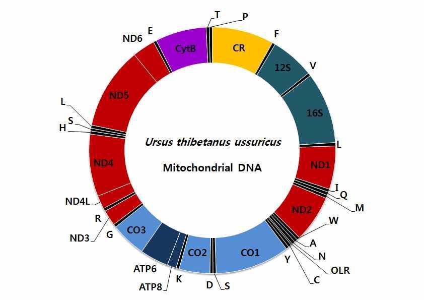 1차년도 분석 대상종 반달가슴곰(Ursus thibetanus ussuricus)의 미토콘드리아 유전체 배열