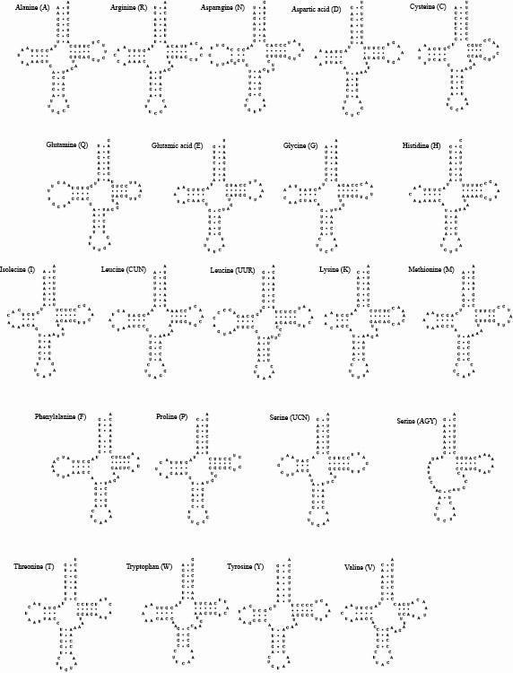 담비의 미토콘드리아 유전체 내에 존재하는 22개의 tRNA 이차구조