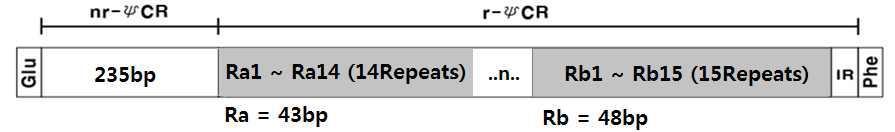 붉은배새매 ΨCR 영역의 모식도