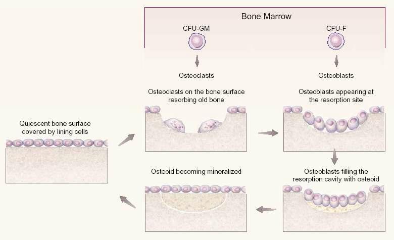 Bone Remodeling Process