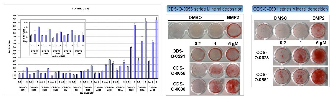 주요 화합물의 ALP assay 결과 및 후보물질의 Bone mineralization ARS staining