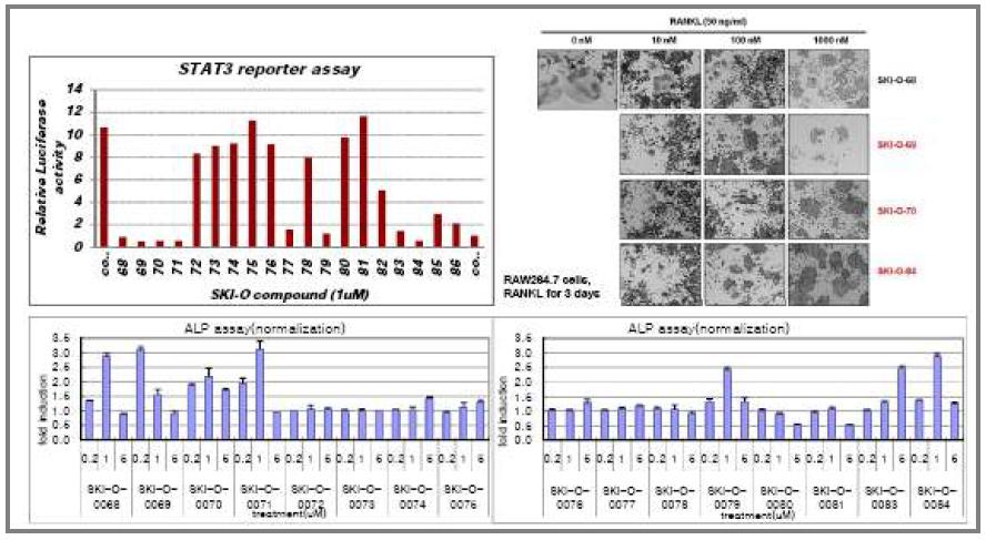 STAT3 억제와 ALP 활성증가와의 상관관계