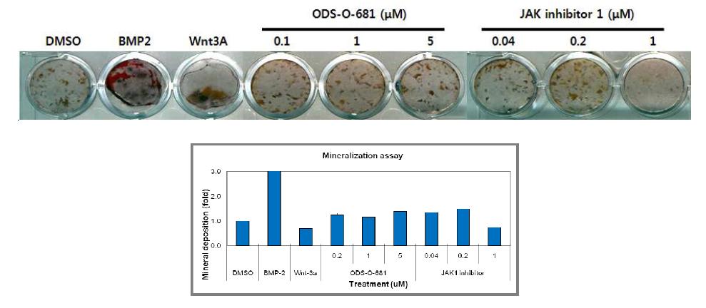 상업적인 JAK 억제제에 mineralization 증가