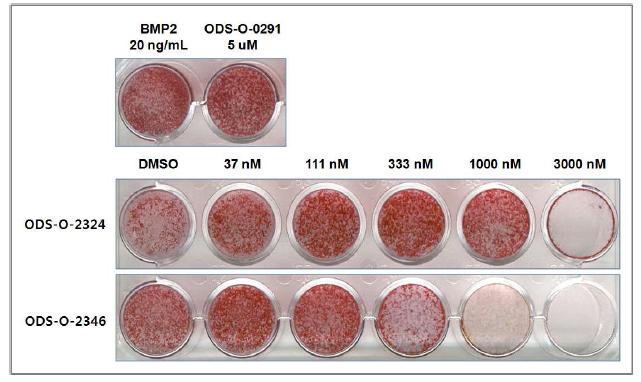 ODS-O-2324와 ODS-O-2346의 mineralization 활성