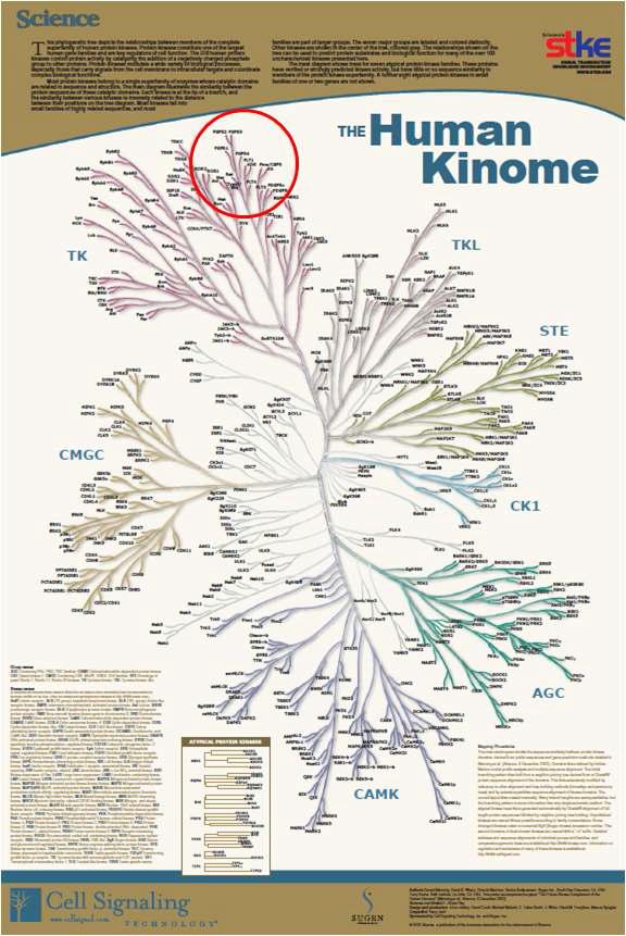 Kinome에서 골 형성 활성과 관계된 kinase의 위치