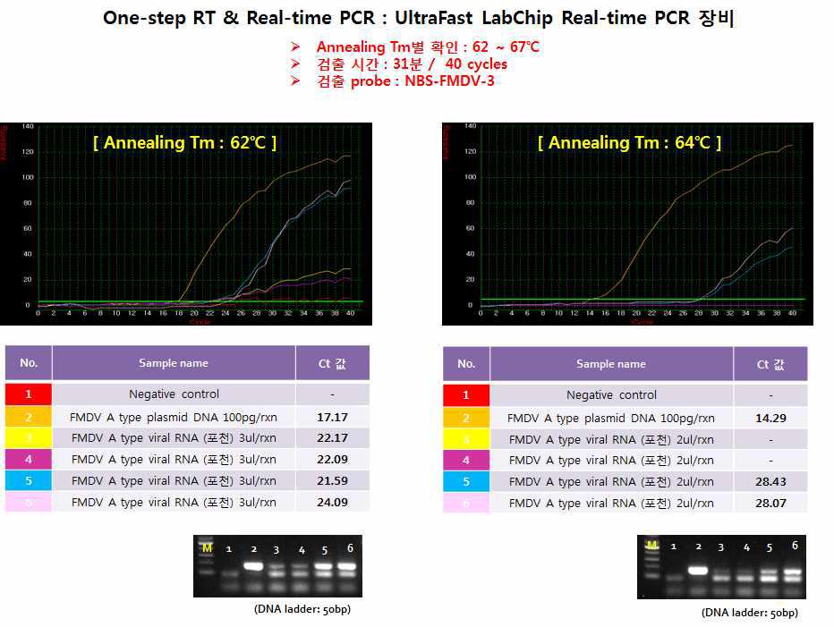 구제역 혈청 타입 A의 바이러스 검출을 위한 온도별 테스트 결과 (62℃, 64℃)