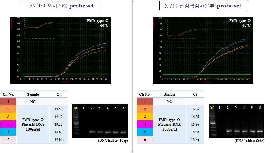 최적화 온도에서 plasmid DNA 구제역 검출 테스트 결과