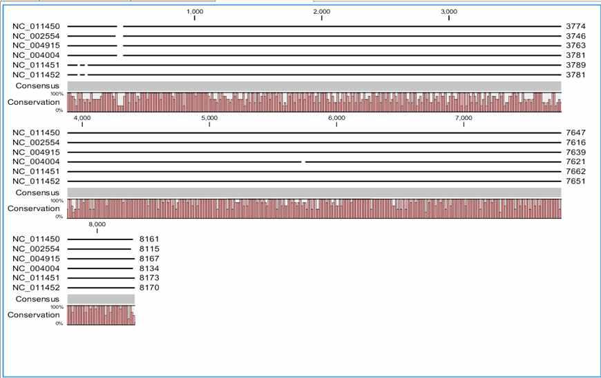 각 혈청 타입별 Sequence Alignment