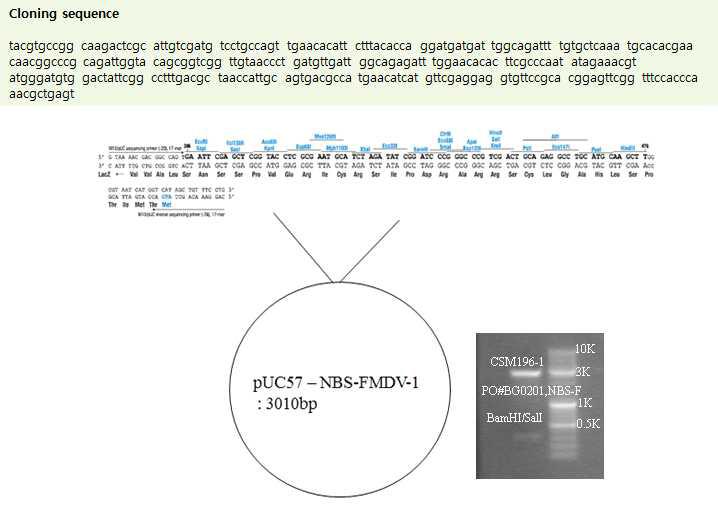 FMDV 혈청 타입 O sequence를 바탕으로 plasmid DNA 제작