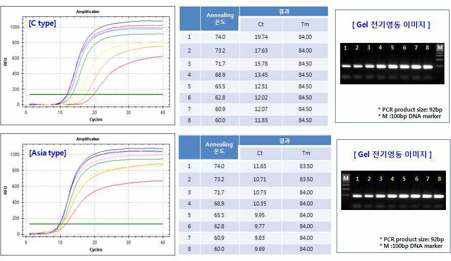 FMDV C와 Asia 타이의 온도 gradient PCR 결과