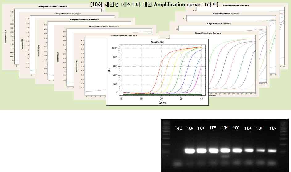 타사 Real-time PCR 장비를 이용한 농도별 재현성 10회 테스트에 대한 amplification curve 그래프 및 agarose gel 전기 연동 이미지